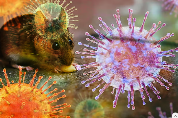 What Is Hantavirus, How Does It Spread, and How to Stay Safe