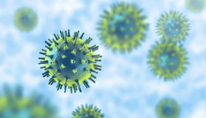WHO Warns of Pandemic Potential as ‘Influenza D’ Jumps from Livestock to Humans