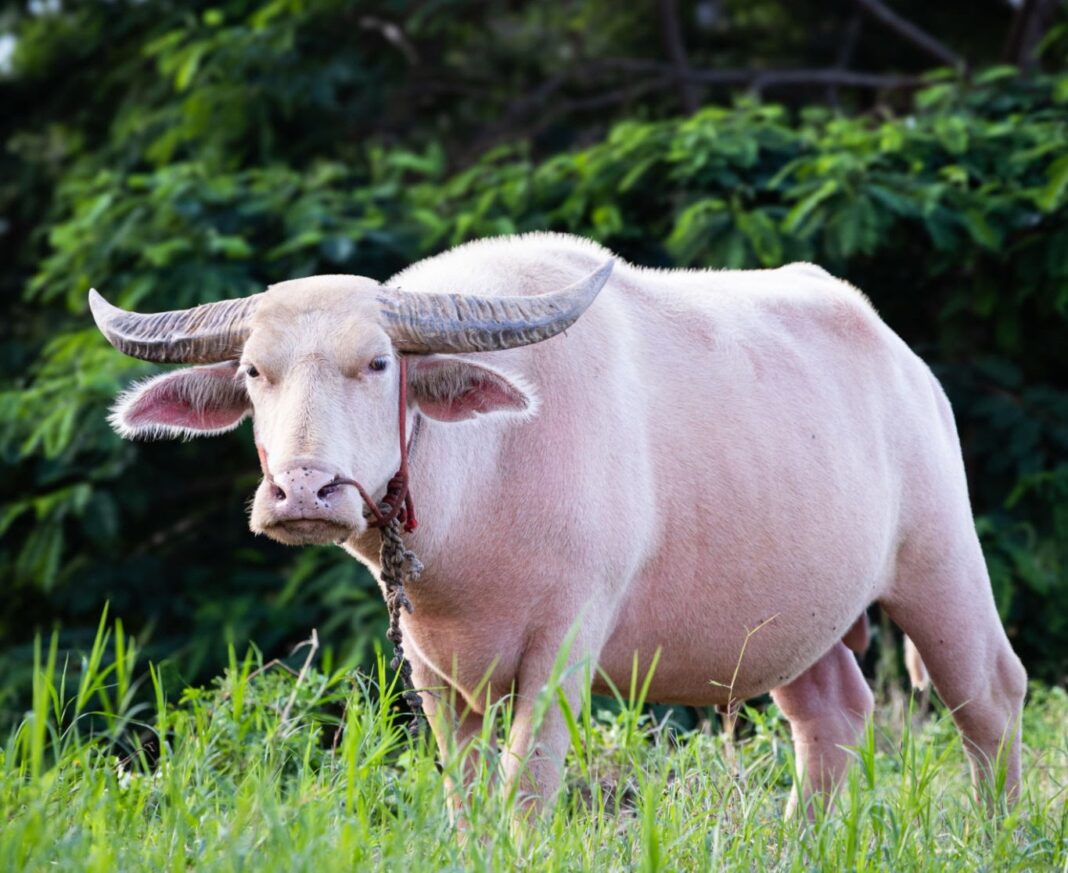 Narayanganj’s ‘Donald Trump’ Buffalo Steals the Show Ahead of Eid