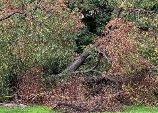 Severe Storms Fuel Sharp Rise in Fallen and Damaged Trees Across New York City